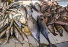 "الزراعة": تضخ كميات من الأسماك خلال رمضان بأسعار مخفضة