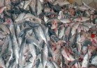 الزراعة: ضبط 2 طن لحوم وأسماك غير صالحة للاستخدام الآدمي بالجيزة