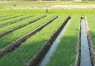  الحكومة: لن يتم التنازل عن غرامات الأرز على المزارعين المخالفين