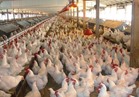 «الزراعة»: نظام جديد للرقابة على الانتاج الداجني يشمل محلات بيع الطيور
