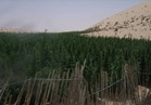 القوات المسلحة تدمر مزرعة «بانجو» مساحتها 1.5 فدان بشمال سيناء