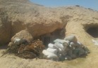 ضبط فردين مشتبه بهما ورشاش متوسط وكمية من الذخائر بوسط سيناء