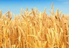   توريد 97 % من القمح في شون محافظة الغربية  