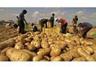 ارتفاع صادرات البطاطس المصرية الموسم الحالي