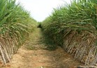 نقيب الفلاحين يطالب بتحديد سعر مناسب لتوريد محصول قصب السكر