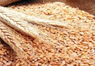 السلع التموينية: مصر لن تعيد حظر الإرجوت على واردات القمح