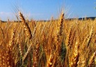 «الزراعة»: ارتفاع المساحات المنزرعة بمحصول القمح لـ 2 مليون فدان