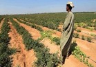مزارعو القليوبية: وقف العمل بضريبة الأطيان يرفع الأعباء عن كاهل الفلاحين