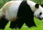 عمدة برلين يستقبل زوجي من الباندا العملاق قادمين من الصين