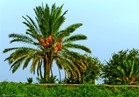 «الزراعة» تصدر نشرة بالتوصيات الفنية لأشجار النخيل خلال يونيو