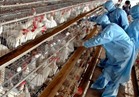 «الزراعة» تواصل تنفيذ الإجراءات الاحترازية لمواجهة إنفلونزا الطيور