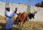 "الزراعة" حملة تحصين الماشية ضد مرض الحمى القلاعية مستمرة 
