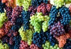 «الزراعة» الاتحاد الأوروبي يرفع الفحوصات الإضافية عن العنب المصري
