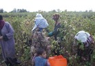 الوزراء ينفي وقف تصدير "العنب والفراولة" للأسواق الخارجية
