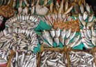 انخفاض أسعار الأسماك بسوق العبور..والبلطي يسجل 21 جنيها