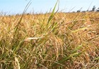 الحكومة تخطط للتوسع في زراعة الأرز الجاف لتوفير 30% من مياه الري