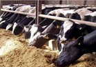 مصر الخير : 1.5 مليار جنيه استثمارات مزارع اللحوم في الصعيد