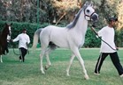 الخيول المصرية تعود للسوق الأوروبية من جديد