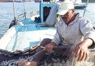 مراكب الجر وفلايك الكركبة تبحر للصيد في خليج السويس