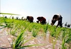 "الزراعة" تدريب عددا من 13 دولة أفريقية على تقنيات زراعة الأرز