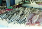 أسعار الأسماك في سوق العبور 