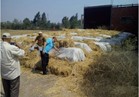 «الزراعة» تحويل 154 الف طن قش أرز لأسمدة وأعلاف